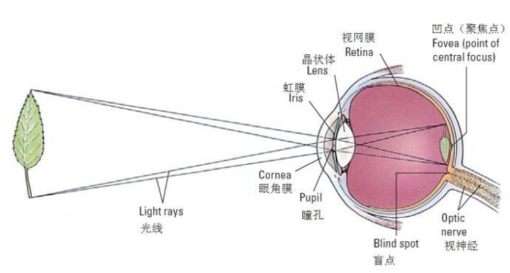 人眼的視覺形成過程