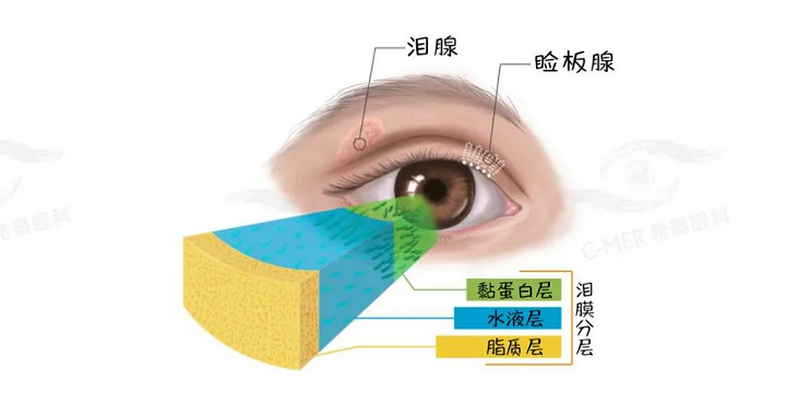 睫狀肌的工作強度加大，眼睛容易視疲勞。