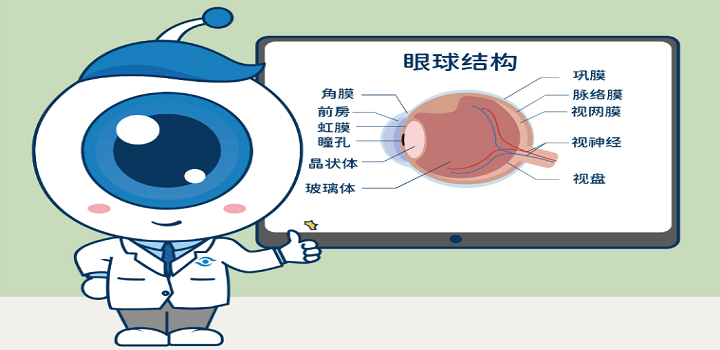 眼球的结构